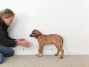 Sophia Grows Dog Time Lapse
