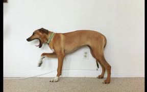 Sophia Grows Dog Time Lapse - Animals - VIDEOTIME.COM