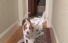 Ultimate Dog Shaming - Animals - VIDEOTIME.COM