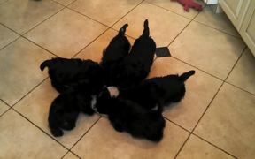 Puppies Eating Together Scottie Pinwheel. - Animals - VIDEOTIME.COM