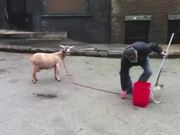 Goats Screaming Like Humans