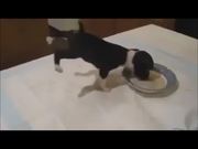 Puppy Funny Way Of Eating