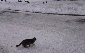 Cat Hunting Ducks Fail - Animals - VIDEOTIME.COM