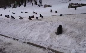 Cat Hunting Ducks Fail - Animals - VIDEOTIME.COM