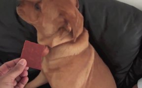 Cute Animals Compilation - Animals - VIDEOTIME.COM