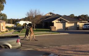Kangaroo Street Fight - Animals - VIDEOTIME.COM