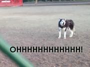 Husky Doesnt Want To Leave The Park