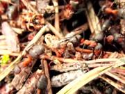 Swarm of Ants