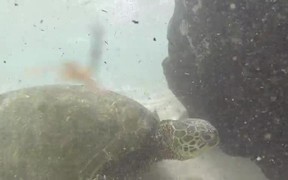 Snorkelling in Oahu - Animals - VIDEOTIME.COM