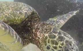 Snorkelling in Oahu - Animals - VIDEOTIME.COM