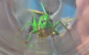 Grasshopper in Glass - Animals - VIDEOTIME.COM
