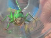 Grasshopper in Glass