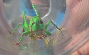 Grasshopper in Glass - Animals - VIDEOTIME.COM