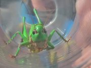 Grasshopper in Glass