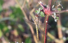 Dragonfly Macro - Animals - VIDEOTIME.COM