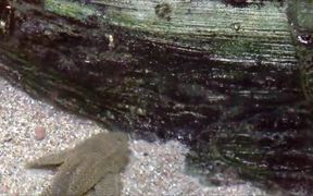 Amazon Catfish - Animals - VIDEOTIME.COM