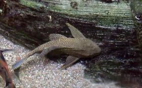 Amazon Catfish - Animals - VIDEOTIME.COM