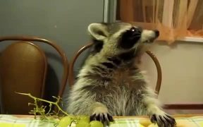 Cute Animals Eating Supercut - Animals - VIDEOTIME.COM