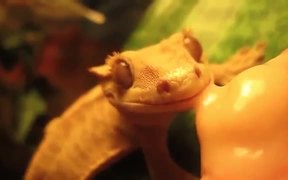 Cute Animals Eating Supercut - Animals - Videotime.com