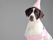 Angry Dogs In Cute Costumes