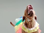 Angry Dogs In Cute Costumes