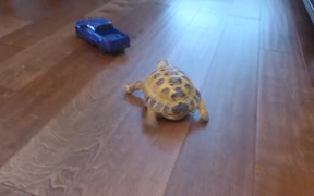 Tortoise Vs RC Truck - Animals - VIDEOTIME.COM