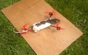 Flying Rat Copter - Fun - VIDEOTIME.COM
