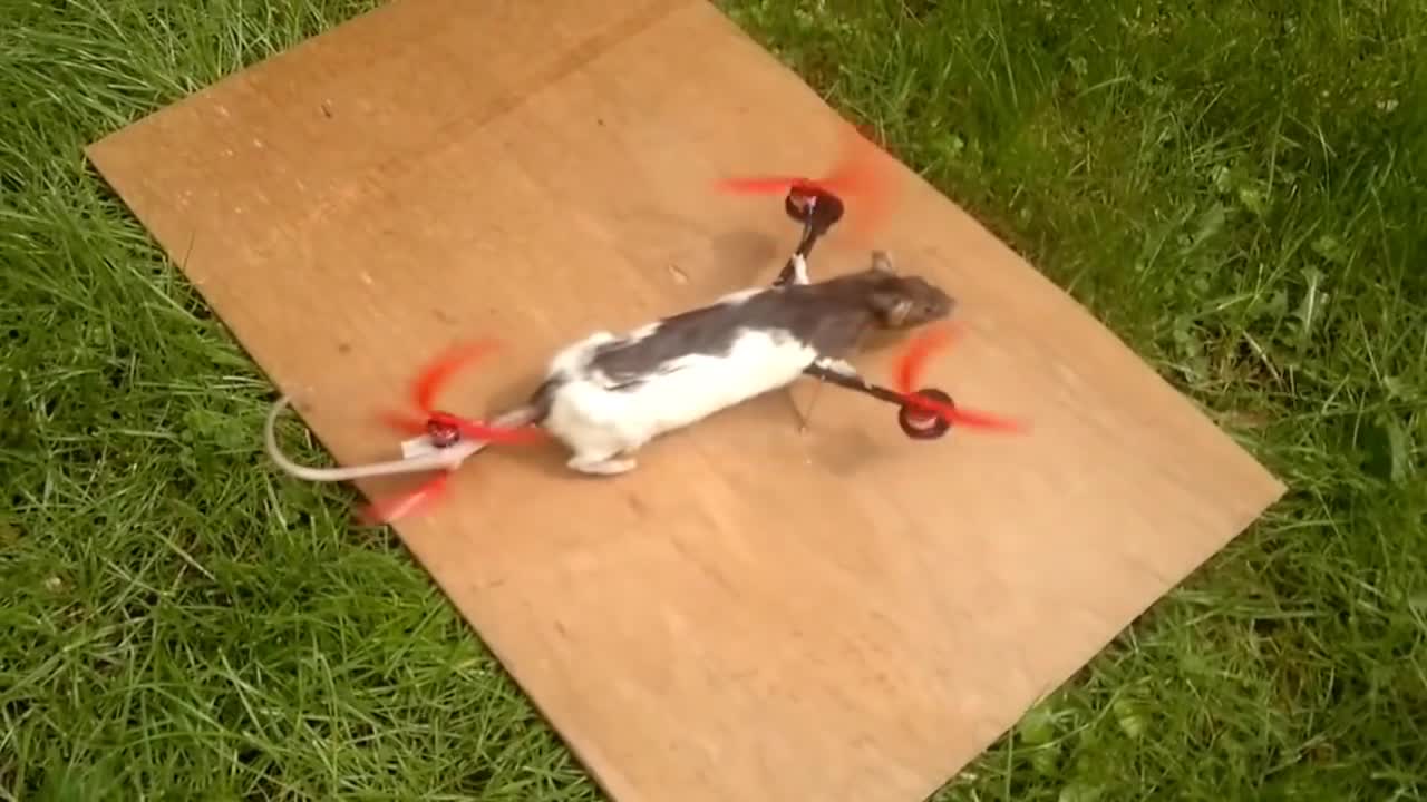 Flying Rat Copter - Fun - Videotime.com