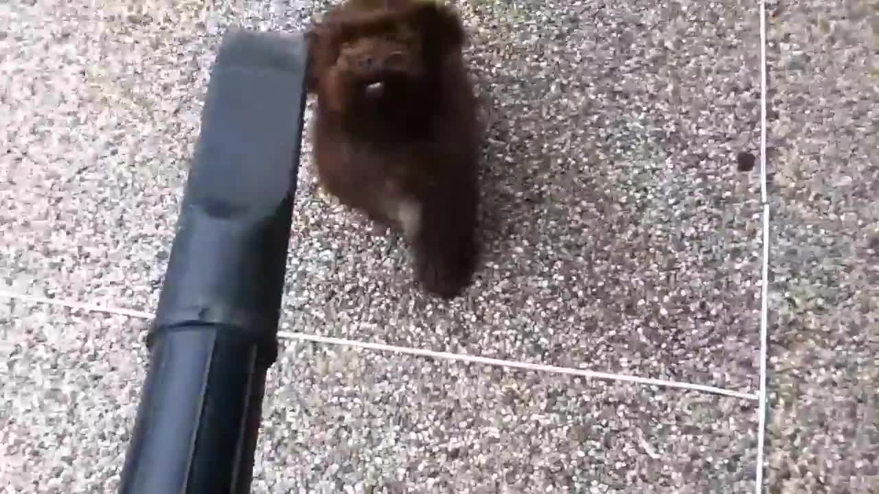 Puppy Vs Leaf Blower - Animals - Videotime.com