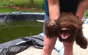 Puppy Vs Leaf Blower - Animals - VIDEOTIME.COM