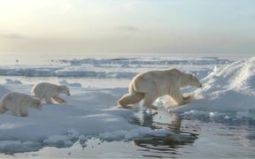 WWF: Earth Hour - Commercials - VIDEOTIME.COM