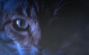 Meow Mix Race - Animals - VIDEOTIME.COM