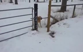 First World Dog Problems - Animals - VIDEOTIME.COM