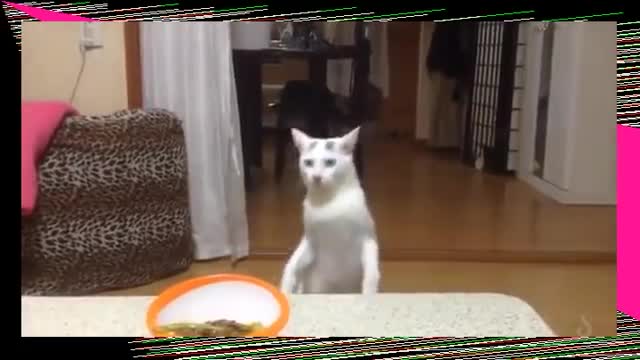 Japanese Cat Walks Backwards On Hind Legs