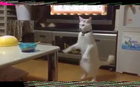 Japanese Cat Walks Backwards On Hind Legs - Animals - VIDEOTIME.COM