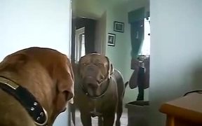 Dog Growling At Himself - Animals - VIDEOTIME.COM