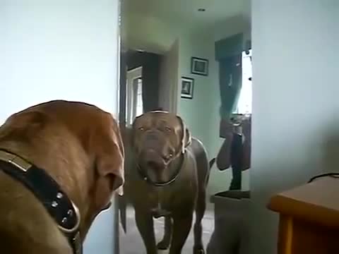 Dog Growling At Himself - Animals - Videotime.com
