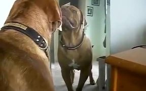 Dog Growling At Himself - Animals - VIDEOTIME.COM