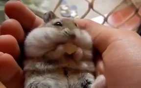 Animals Dancing To Push It - Animals - VIDEOTIME.COM