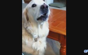Some Dogs Hate Some Words - Animals - VIDEOTIME.COM
