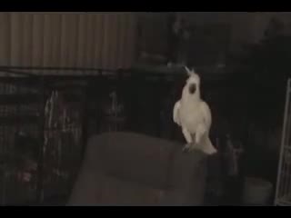 This Bird Can Dance - Animals - Videotime.com