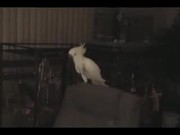 This Bird Can Dance