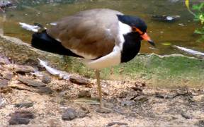 Red-Wattled Lapwing - Animals - VIDEOTIME.COM
