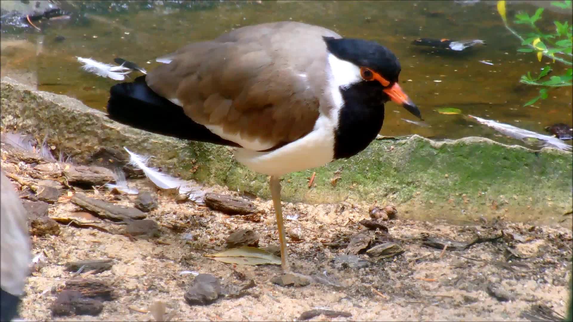 Red-Wattled Lapwing - Animals - Videotime.com
