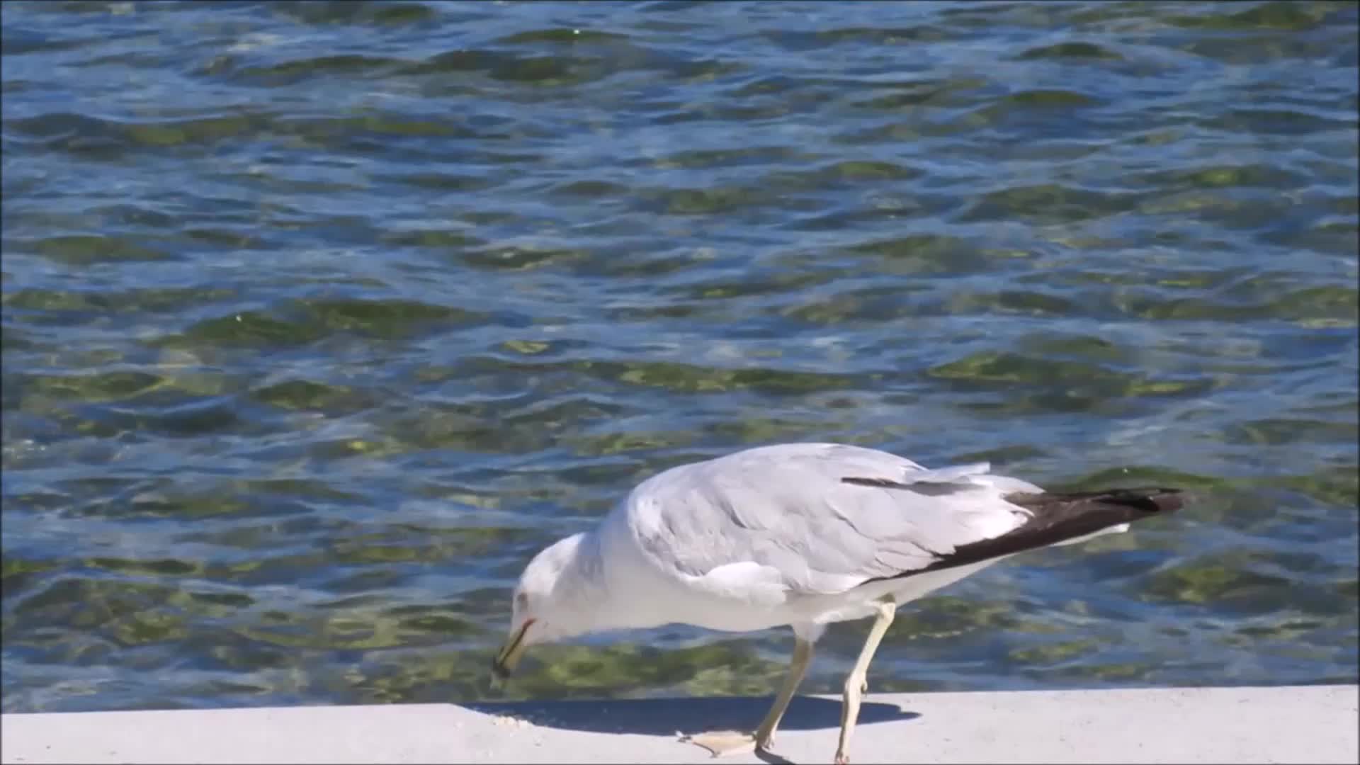 Gull Eating by Lake - Animals - Videotime.com