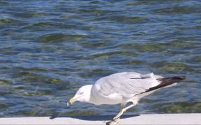 Gull Eating by Lake - Animals - VIDEOTIME.COM