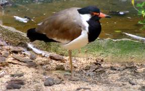 Red-Wattled Lapwing - Animals - VIDEOTIME.COM