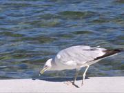 Gull Eating by Lake