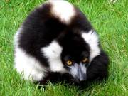 Ruffed Lemur