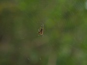 Spider Shaking its Web